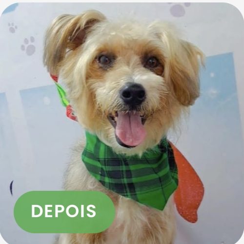 Thor depois